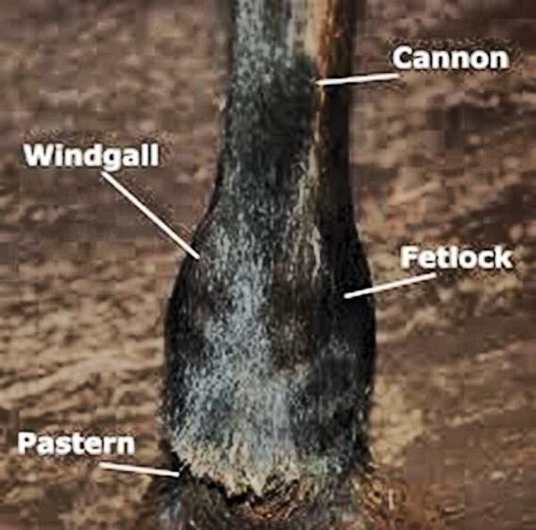 Hands On Windgalls or windpuffs