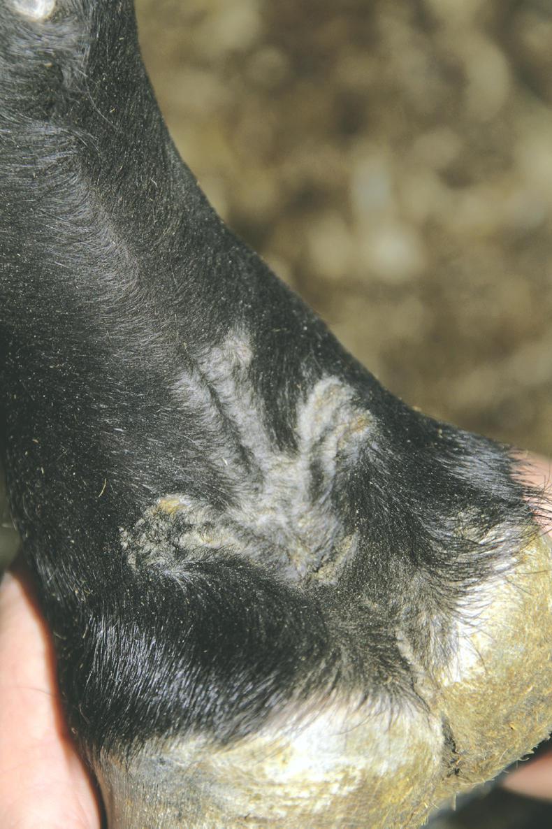 HORSE SENSE Common skin conditions during winter