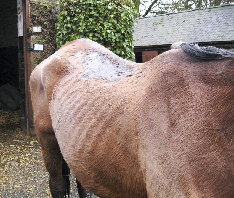 HORSE SENSE Common skin conditions during winter