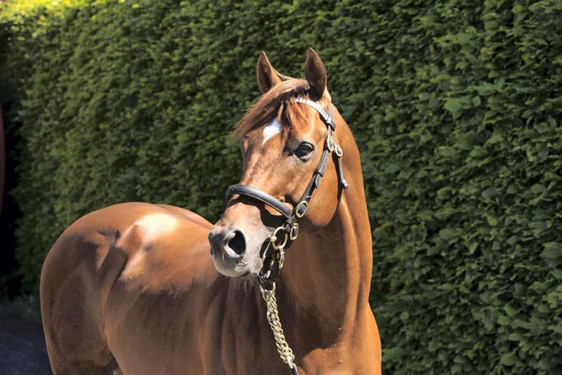 STALLION FEES A Comprehensive listing of 2020 fees