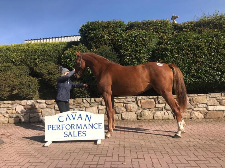 CAVAN SALES Sligo Candy Boy colt fetches €12,500