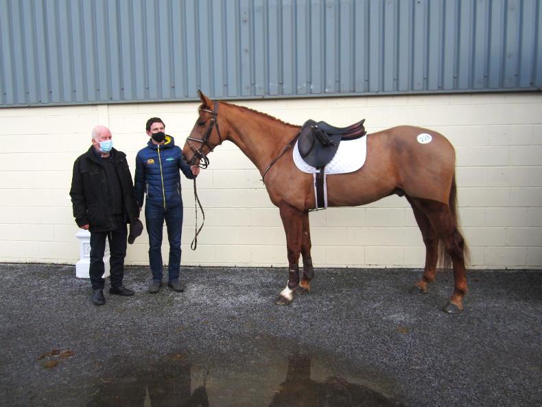 Horses for Sale Irish Sport Horses for Sale Breeding Horses