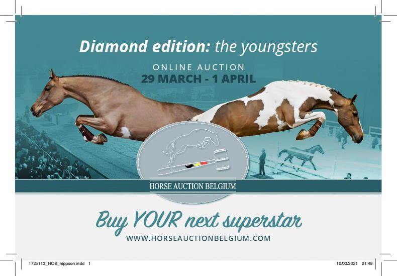 ADVERTORIAL: Quality bloodlines on offer at Horse Auction Belgium - Vimarsana News