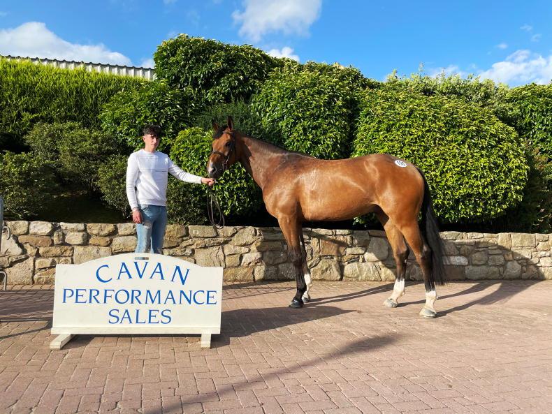 Horses for Sale Irish Sport Horses for Sale Breeding Horses