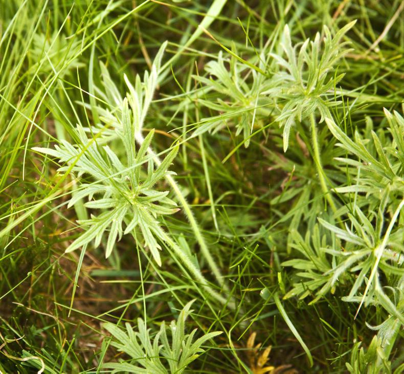 HORSE SENSE SPRING CLEAN Weed control options for horse paddocks