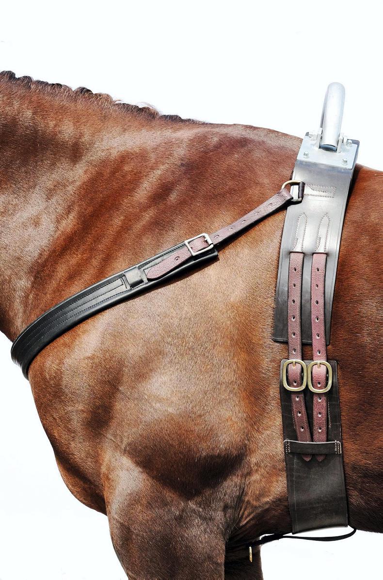 HORSE SENSE Coping with a cast horse