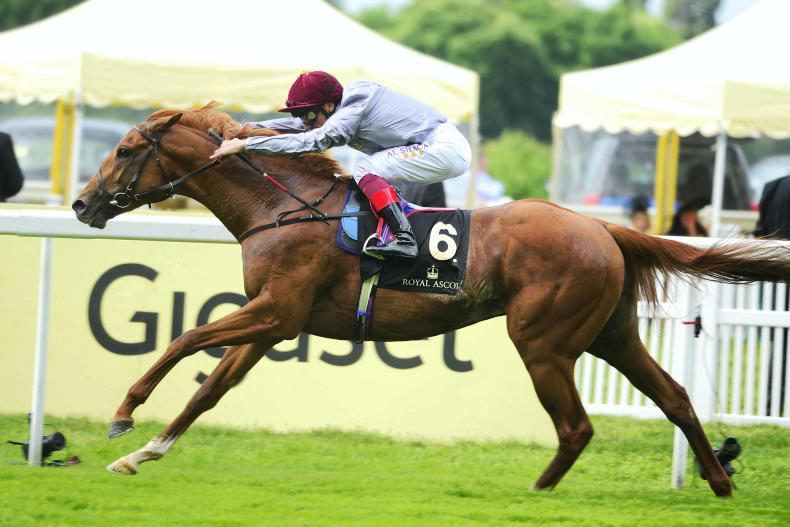 SIRE REVIEWS: GALILEO GOLD Standing at Tally-Ho Stud