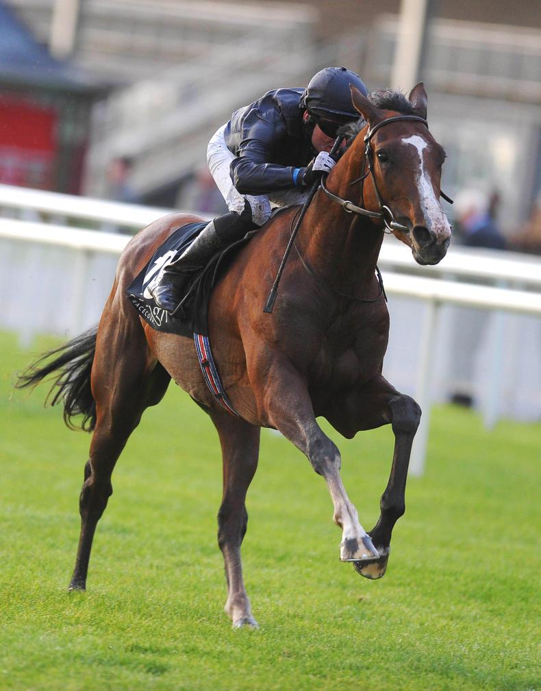 SIRE REVIEWS: Imperial Monarch : Standing at The Beeches Stud