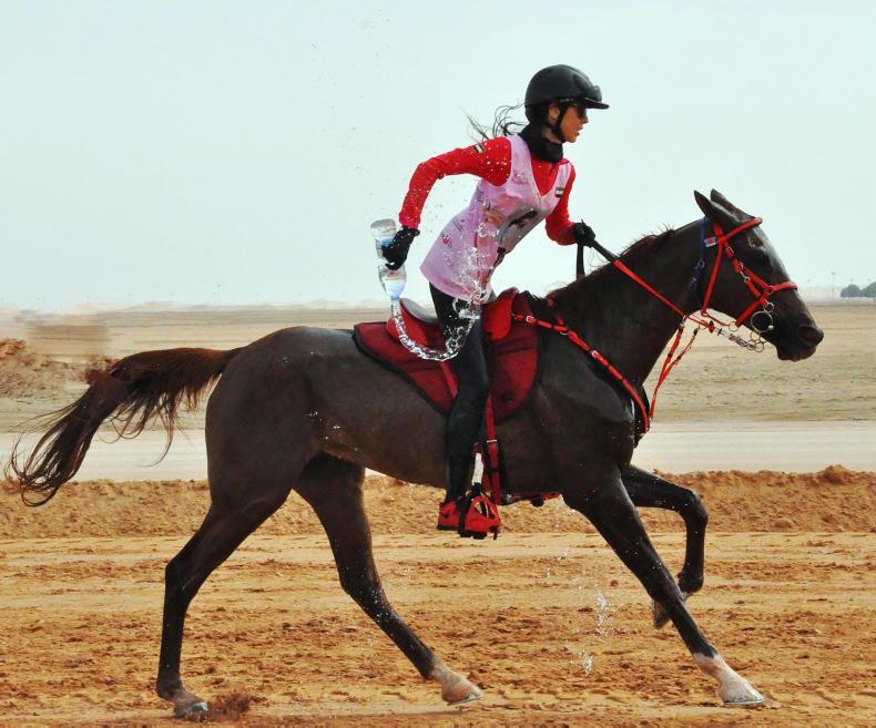 HORSE SENSE Interested in endurance riding?